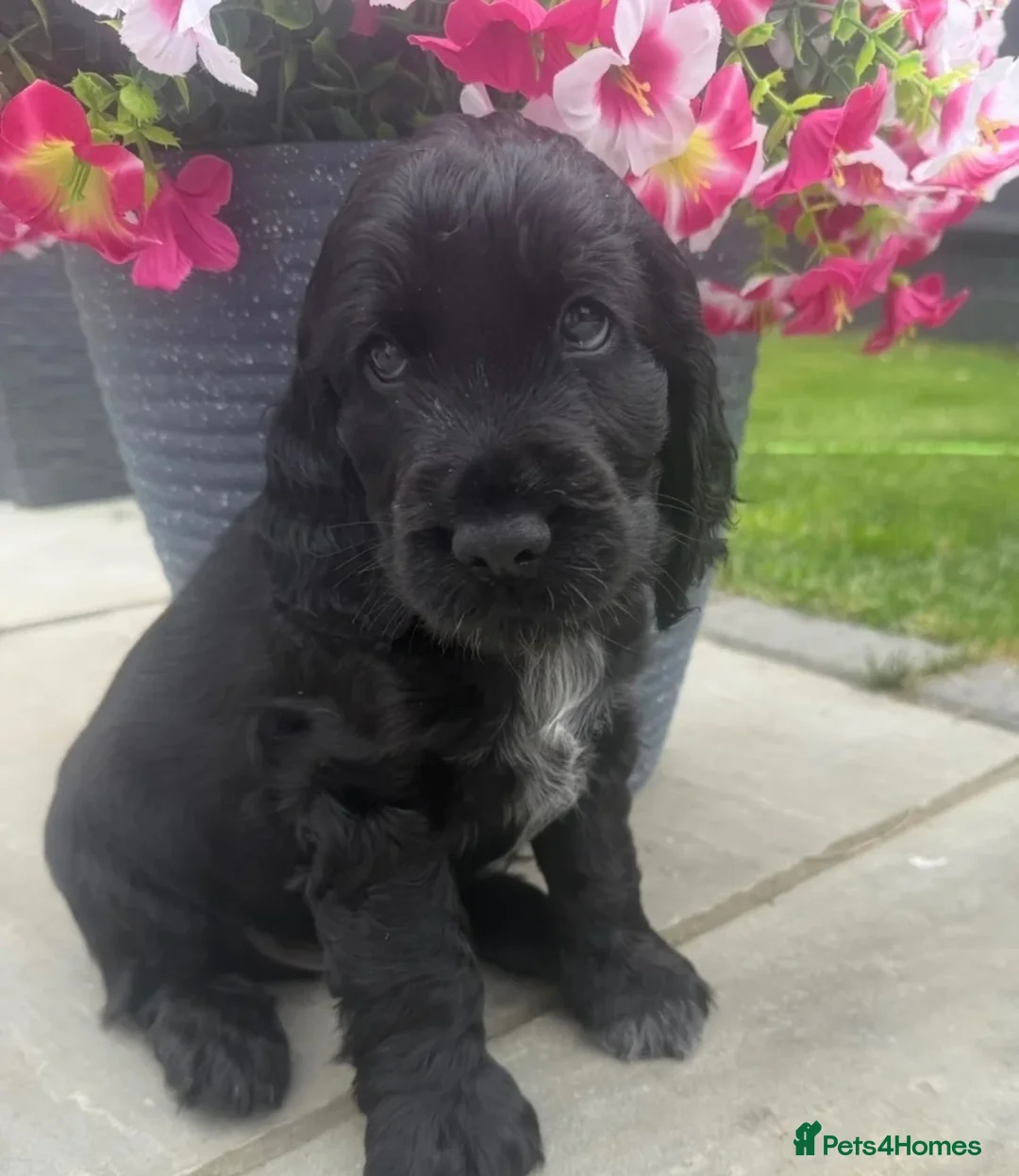 Cocker Spaniel dogs for adoption: Puppy for sale  in Henfield - Advert 4