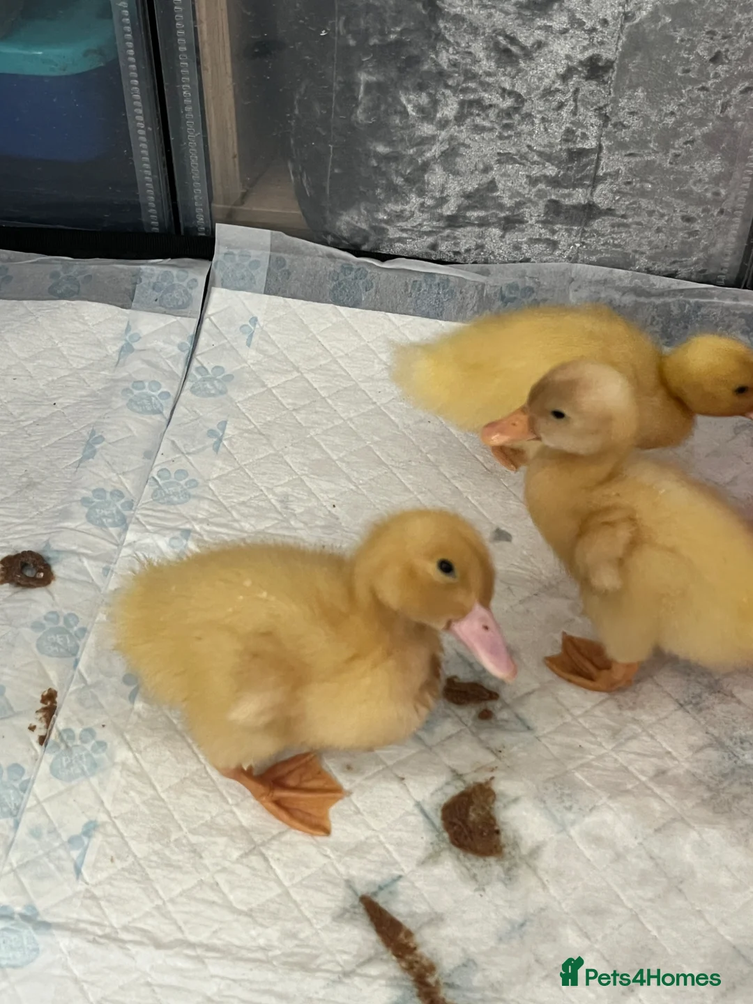 Ducks poultry for sale: Cherry valley ducklings. - Advert 2