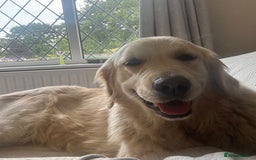 Golden Retriever dogs for sale: Amazing KC golden retriever puppies - Image 13