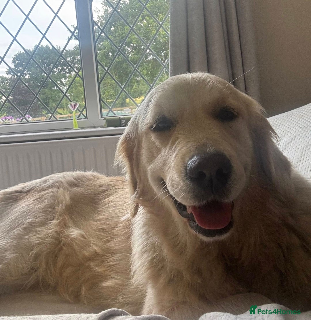 Golden Retriever dogs for sale: Amazing KC golden retriever puppies - Image 13