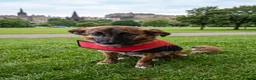 Mixed Breed dogs for sale: 🐾 Tigra: Gentle, & Searching for a loving Home - Advert 5