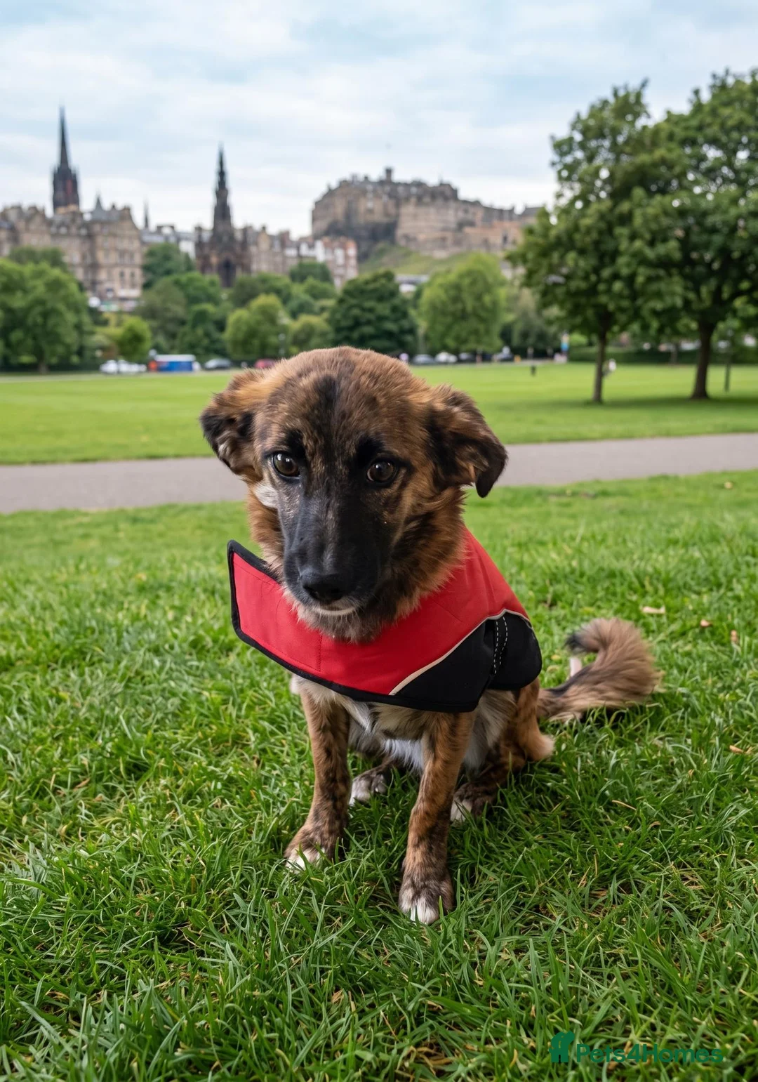 Mixed Breed dogs for sale: 🐾 Tigra: Gentle, & Searching for a loving Home - Advert 5