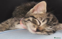 Bengal cats for sale: Bengal/Tabby - Image 15