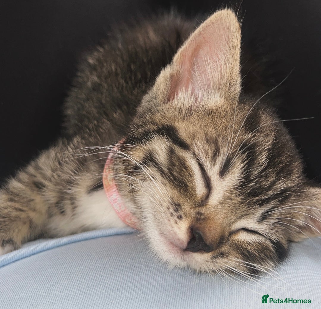 Bengal cats for sale: Bengal/Tabby - Image 15