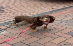 Cocker Spaniel dogs for sale: Beautiful KC reg Cocker Spaniel Pups - Image 18