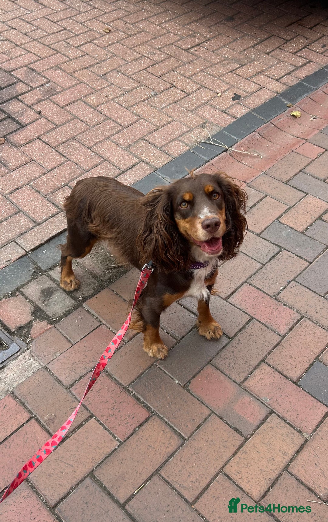 Cocker Spaniel dogs for sale: Beautiful KC reg Cocker Spaniel Pups - Image 18