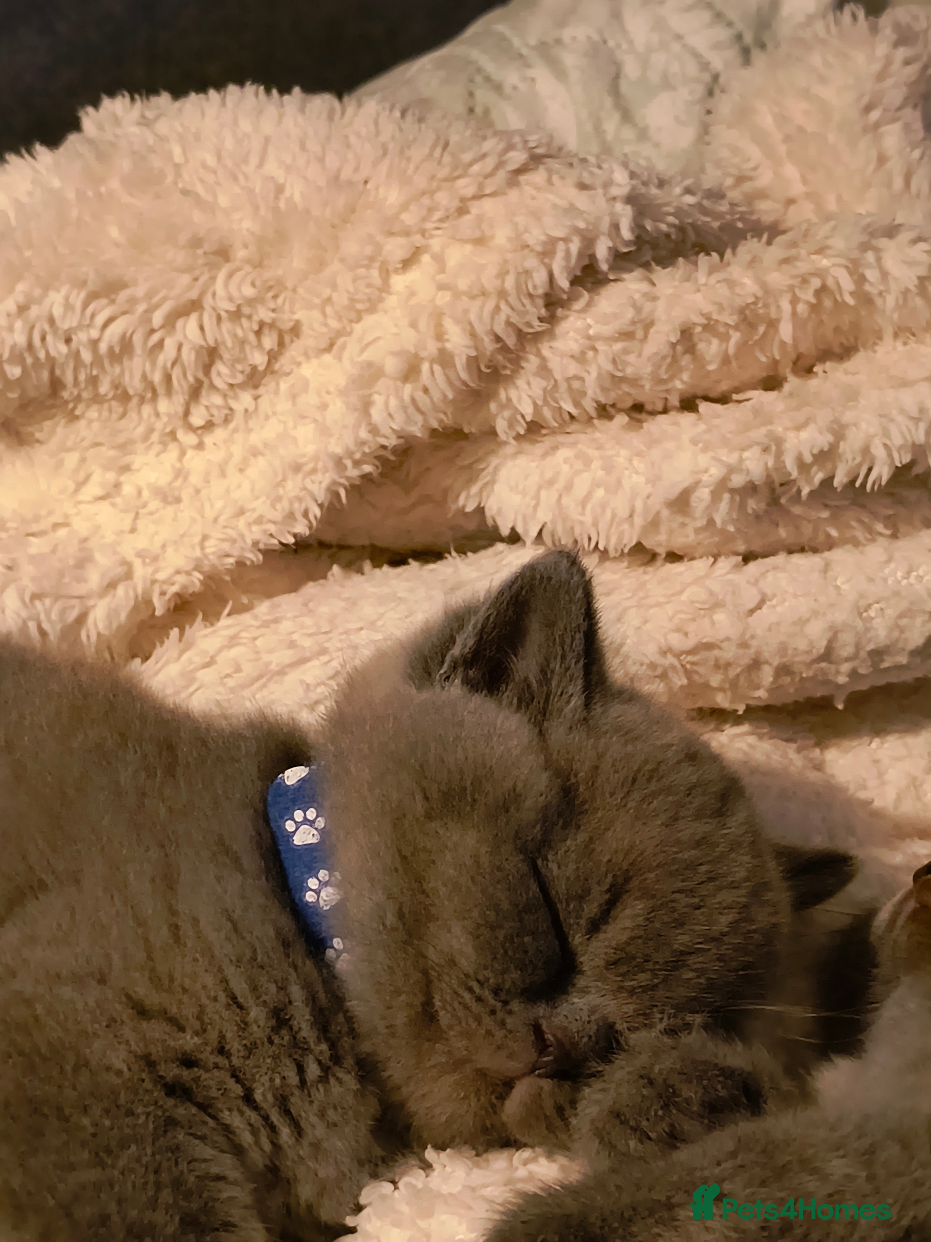 British Shorthair cats Magnificent litter Champion bloodline  - Advert 2