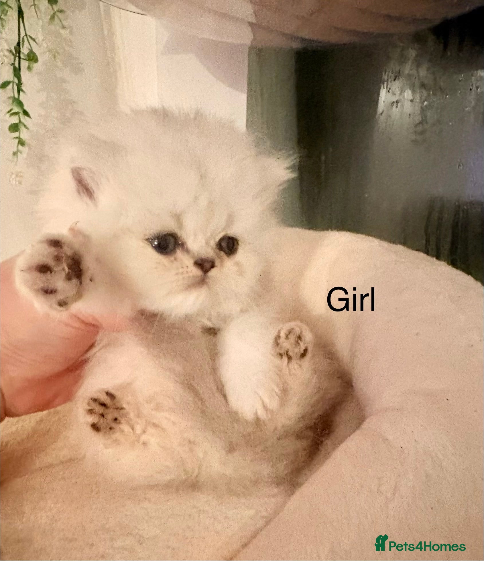 Persian cats Silver and golden chinchilla Persian kittens - Advert 1