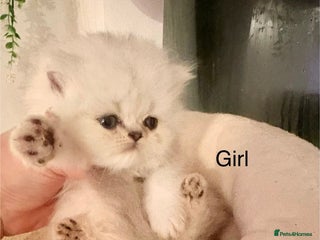 Persian cats Silver and golden chinchilla Persian kittens - Advert 9