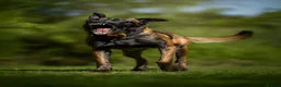 Belgian Shepherd Dog dogs for sale: FCI Female Family Protection Dog for Sale  - Advert 2