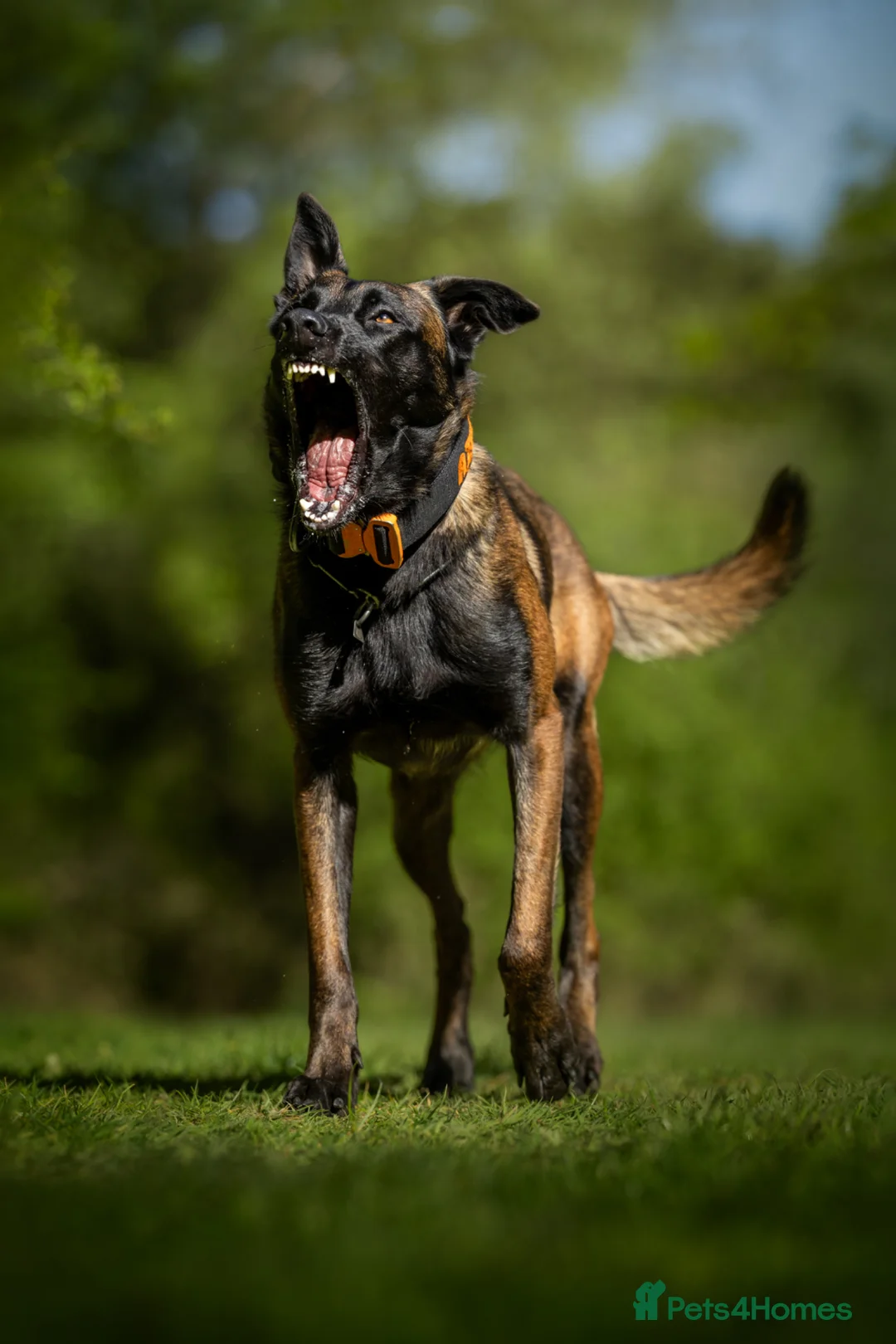 Belgian Shepherd Dog dogs for sale: FCI Female Family Protection Dog for Sale  - Advert 2