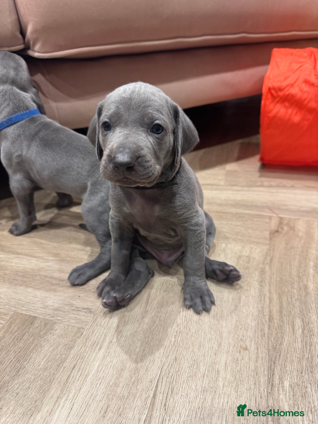 Weimaraner dogs for sale: 🐾 KC Weimaraners, ready now 🐾  - Advert 5