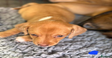 Mixed Breed dogs - Advert 13