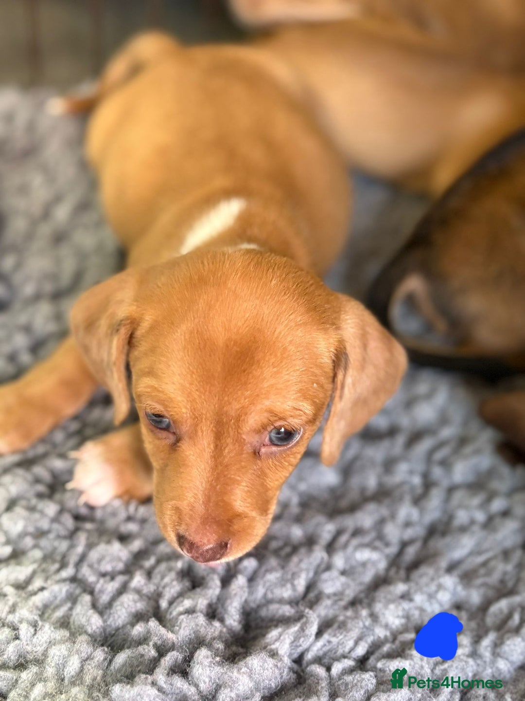 Mixed Breed dogs for sale: Dachshund x Jack russell - Image 2