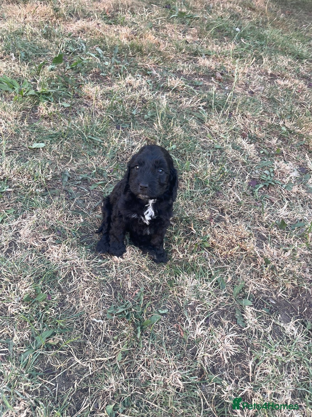 Cockapoo dogs for sale: Ready now! Cockapoo puppies F1 3 girls 2 boys - Image 11