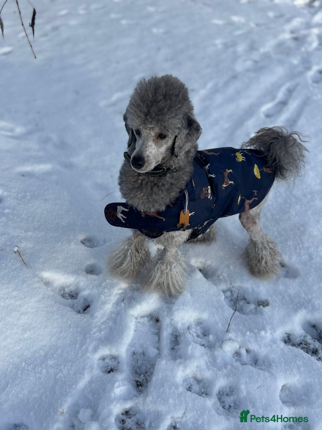 Poochon dogs for sale: Beautiful fluffy puppies  - Advert 11