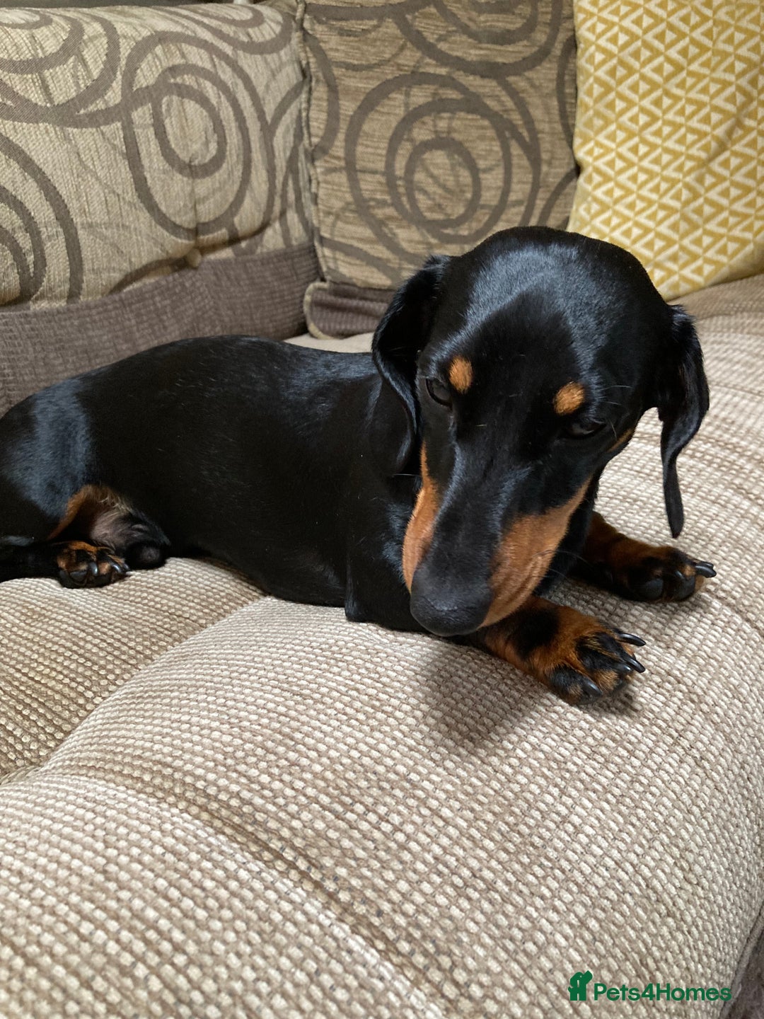 Miniature Dachshund dogs for stud: 2 stud mixture dash hounds - Advert 6