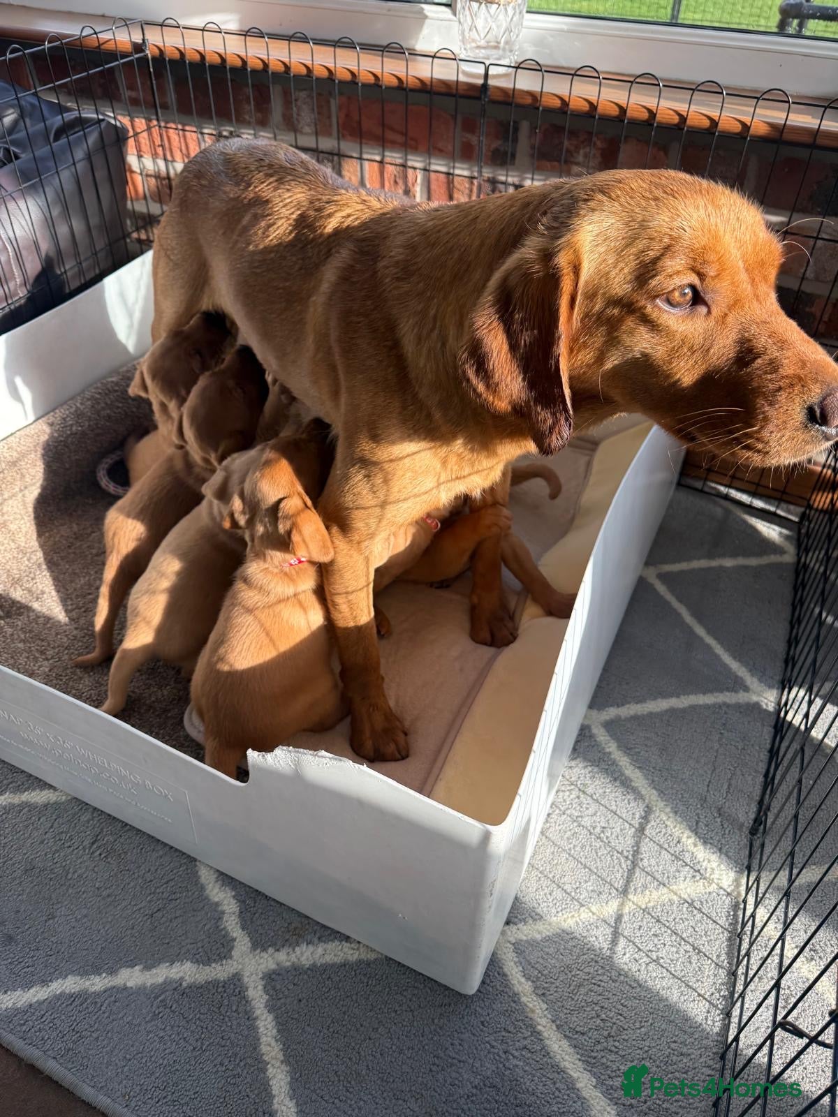 Labrador Retriever dogs Beautiful KC Fox Red Puppies - Advert 2