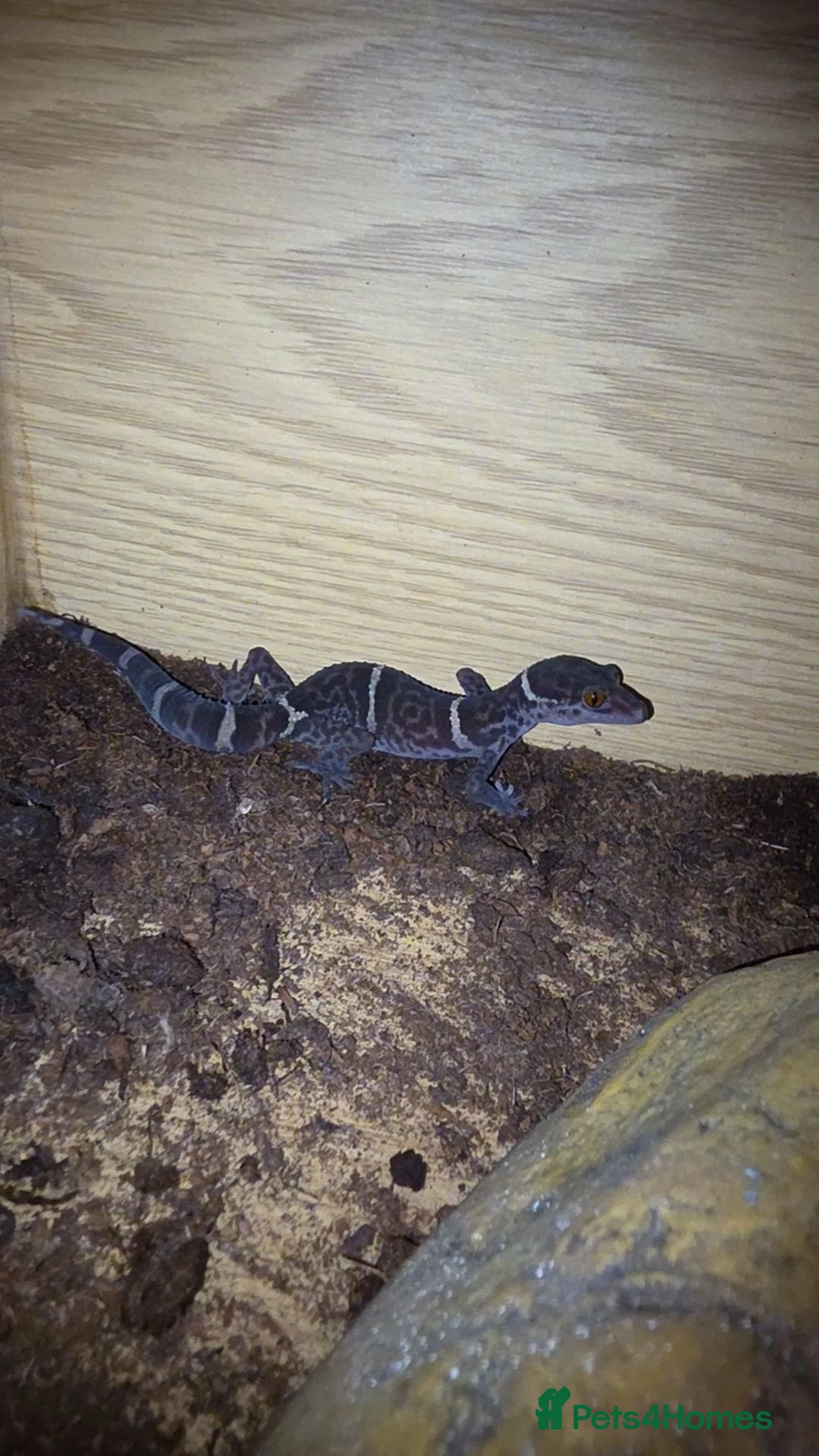 Gecko reptiles for sale: Female Cave Gecko (Goniurosaurus hainanensis) - Advert 4