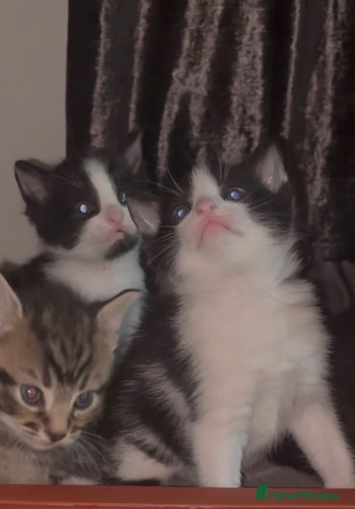 Mixed Breed cats Beautiful Male Kitten - Advert 1