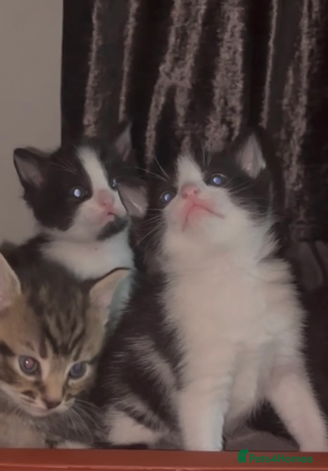 Mixed Breed cats for sale: Beautiful Male Kitten - Advert 1