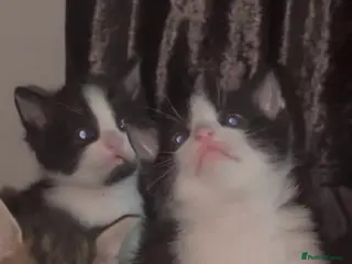 Mixed Breed cats Beautiful Male Kitten - Advert 5