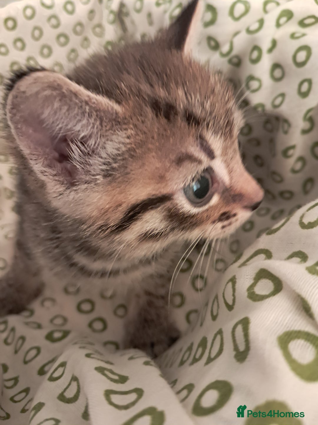 Mixed Breed cats for sale: Kittens  - Image 3