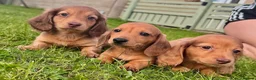 Miniature Dachshund dogs for sale: Red long hair miniature daschund puppies - Advert 3