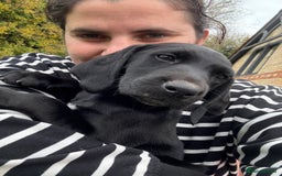 Mixed Breed dogs for sale: 1 female pup remaining. - Image 1