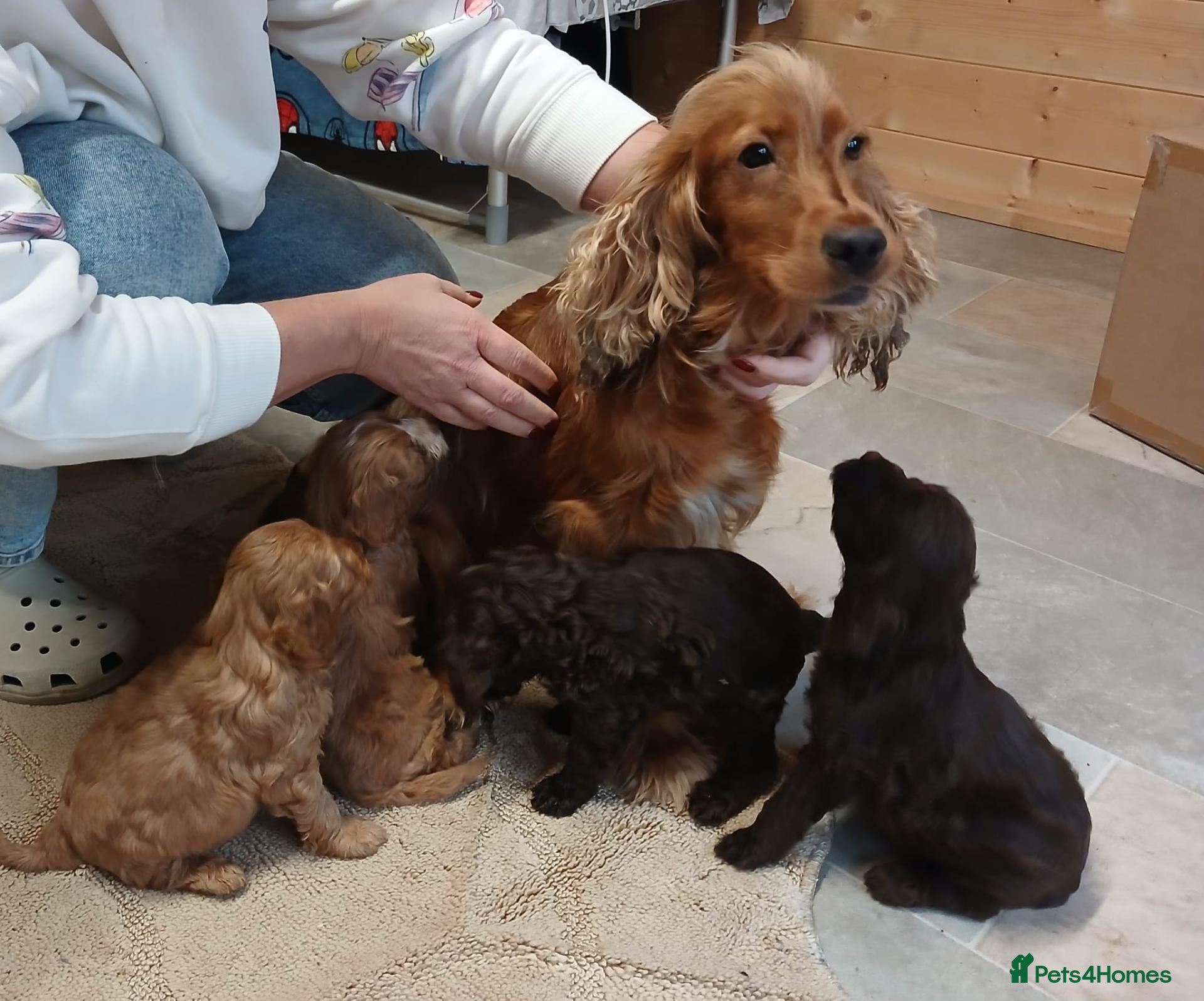 Cockapoo dogs for sale: Cockapoo puppies  - Advert 2
