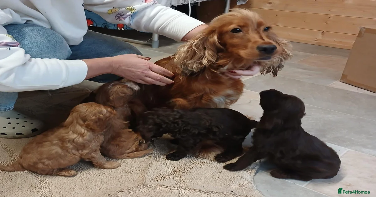 Cockapoo puppies for sale in Lowestoft | Pets4Homes