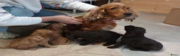 Cockapoo dogs for sale: Cockapoo puppies  in Lowestoft - Advert 1