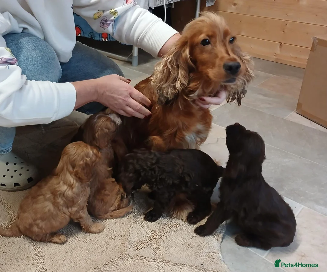 Cockapoo dogs for sale: Cockapoo puppies  in Lowestoft - Advert 1