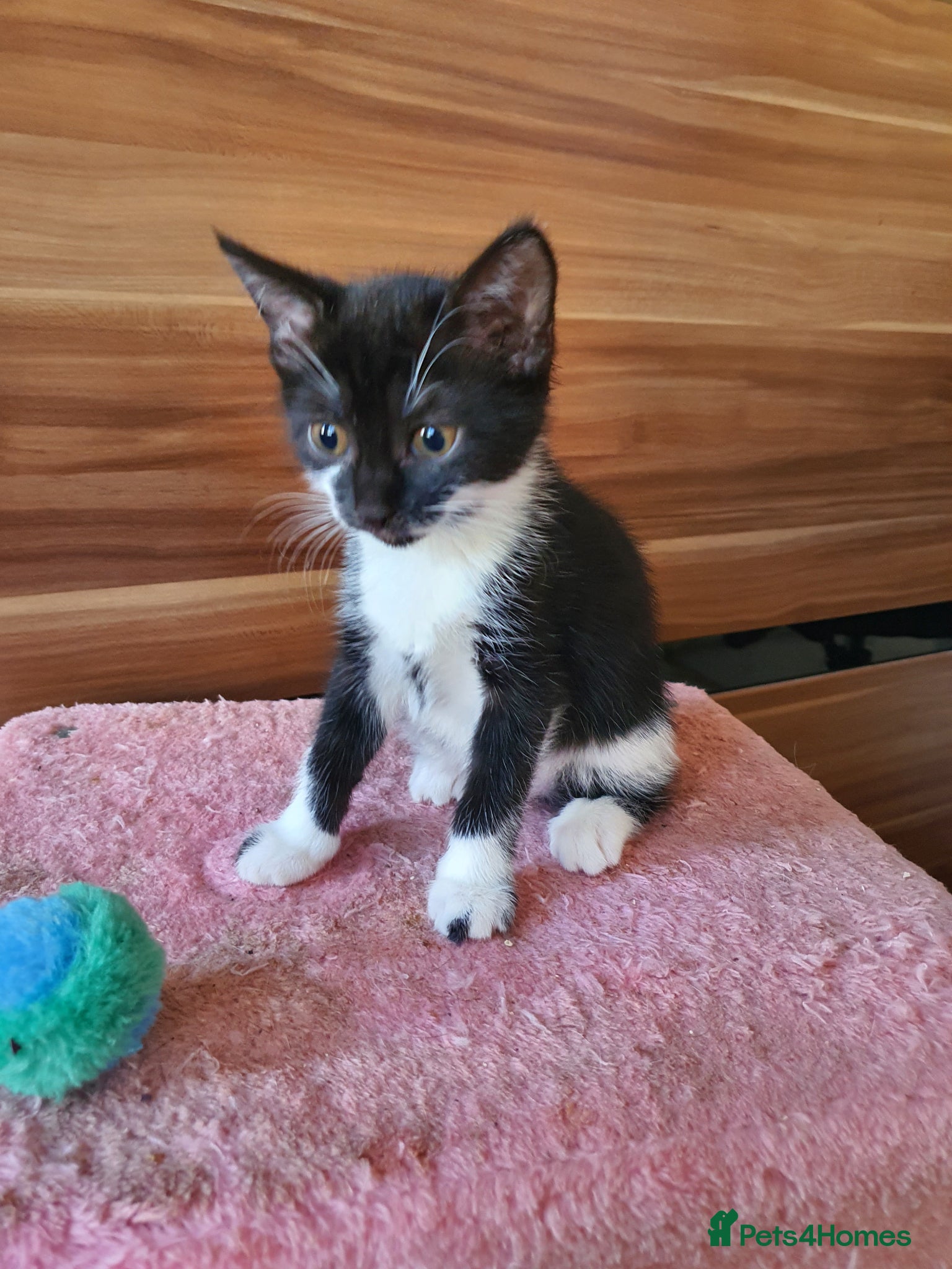 Mixed Breed cats for sale: Mikki - Advert 1
