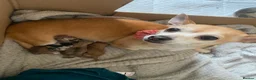 Chihuahua dogs for sale: ‘Moley’ looking for his new home in Tunbridge Wells - Advert 2