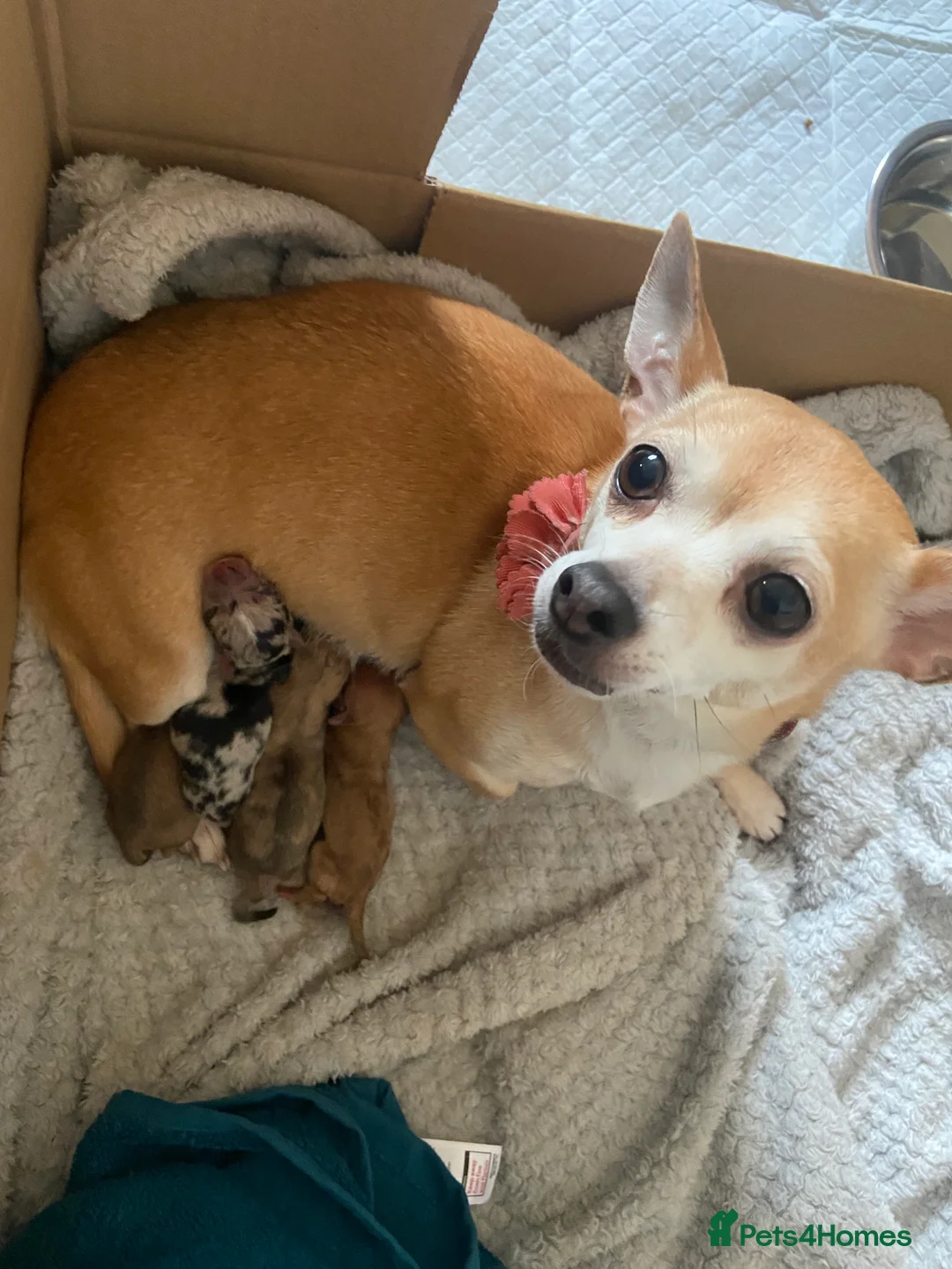 Chihuahua dogs for sale: ‘Moley’ looking for his new home in Tunbridge Wells - Advert 2