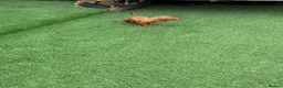 Miniature Dachshund dogs for sale: Miniature Daschund  - Advert 11