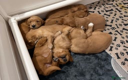 Golden Retriever dogs for sale: Dark Red Golden Retriever Pups  - Image 18
