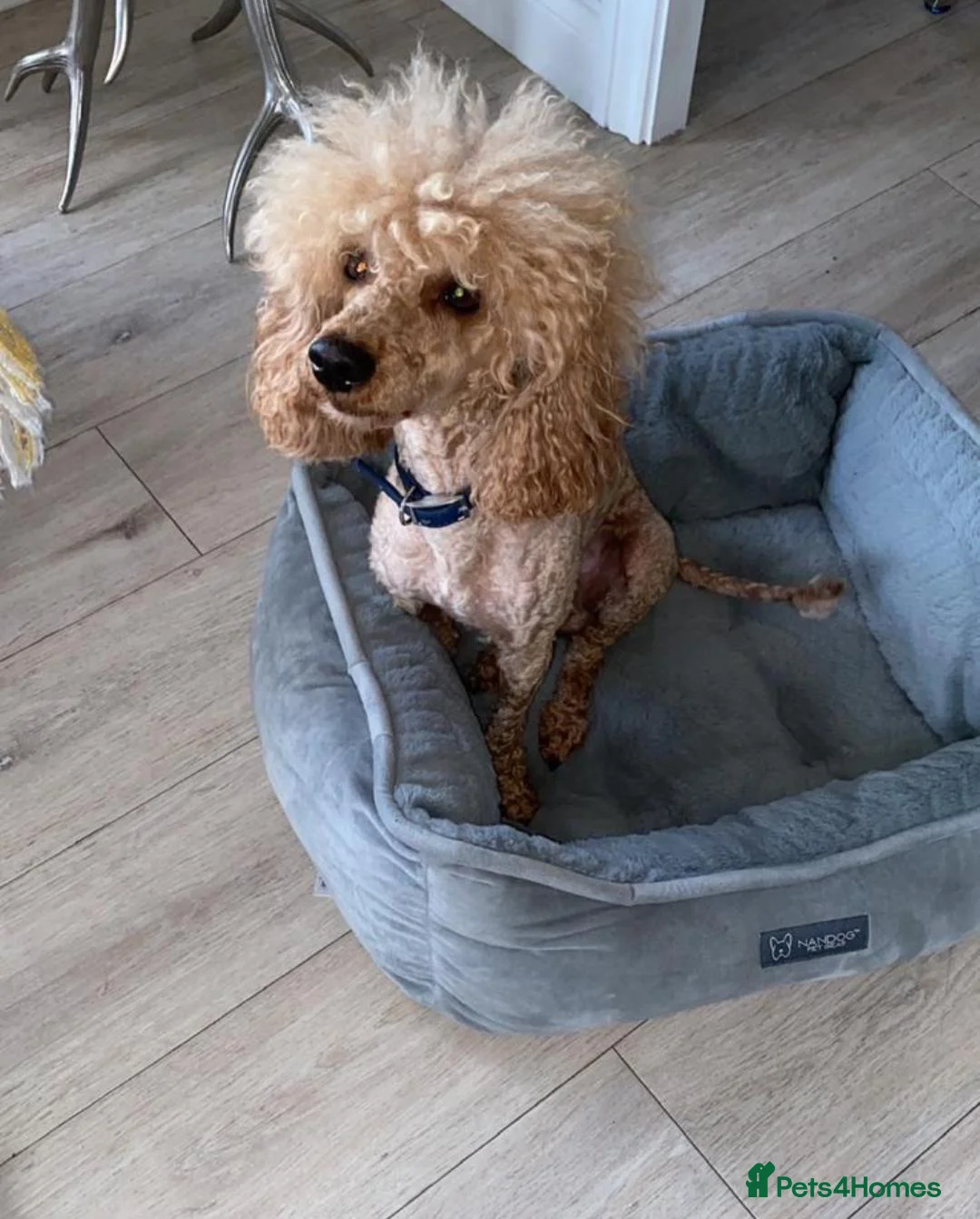 Cockapoo dogs for sale: F2 Cockapoo Puppies  - Advert 3