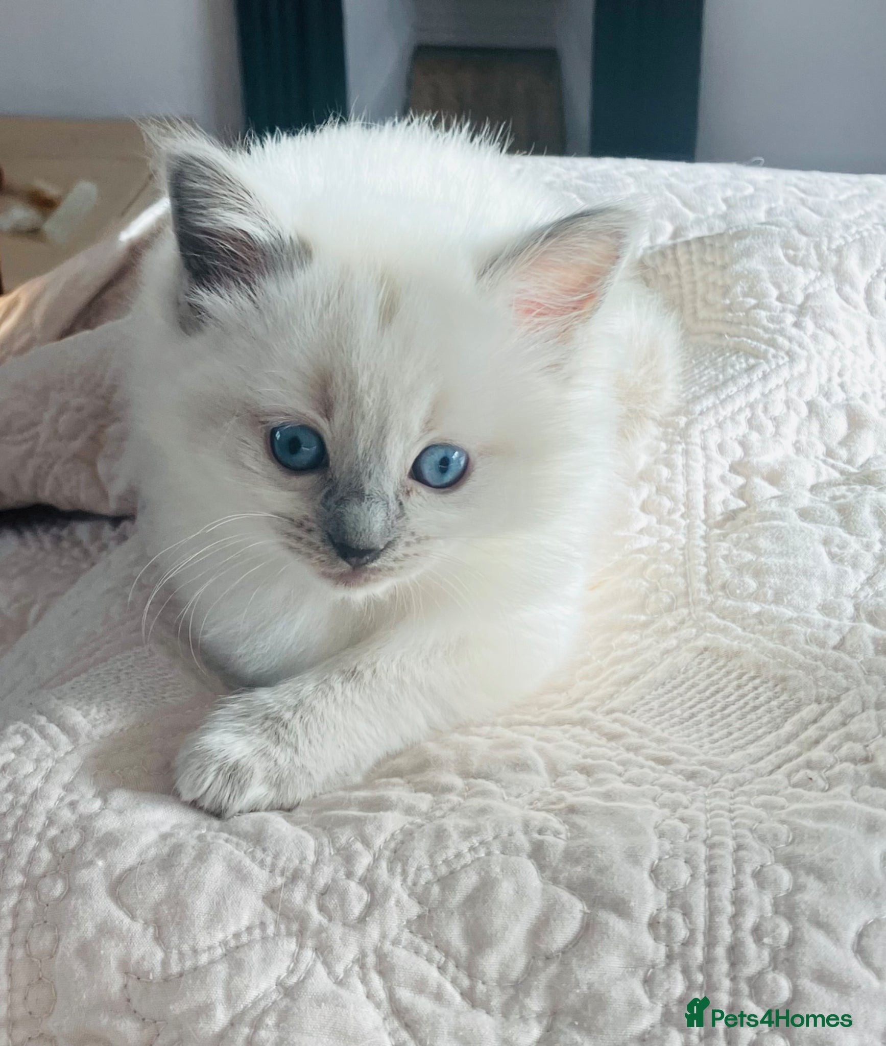 Ragdoll cats for sale: Beautiful blue pure ragdoll kittens - Advert 12