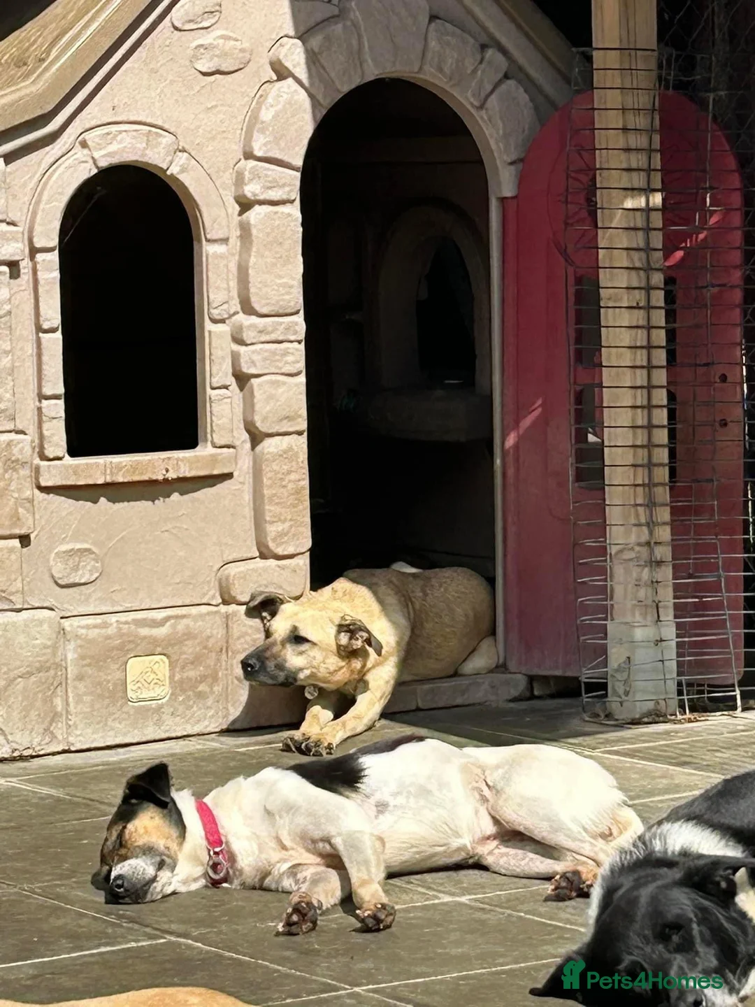 Mixed Breed dogs for adoption: Isodora - Norwich Norfolk  in Norwich - Advert 25