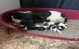 Beagle dogs for sale: Beagle puppies 🐶 - Image 3