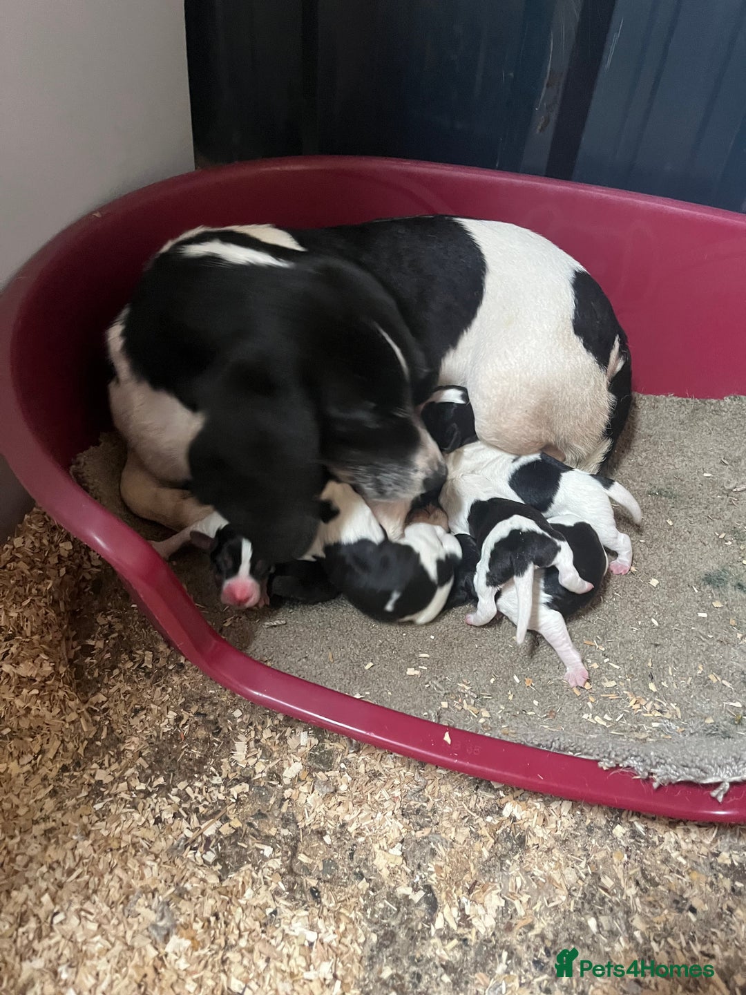 Beagle dogs for sale: Beagle puppies 🐶 - Image 3