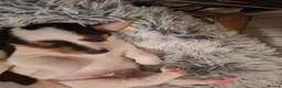 Jack Russell dogs for sale:  jack russel puppies  - Advert 4