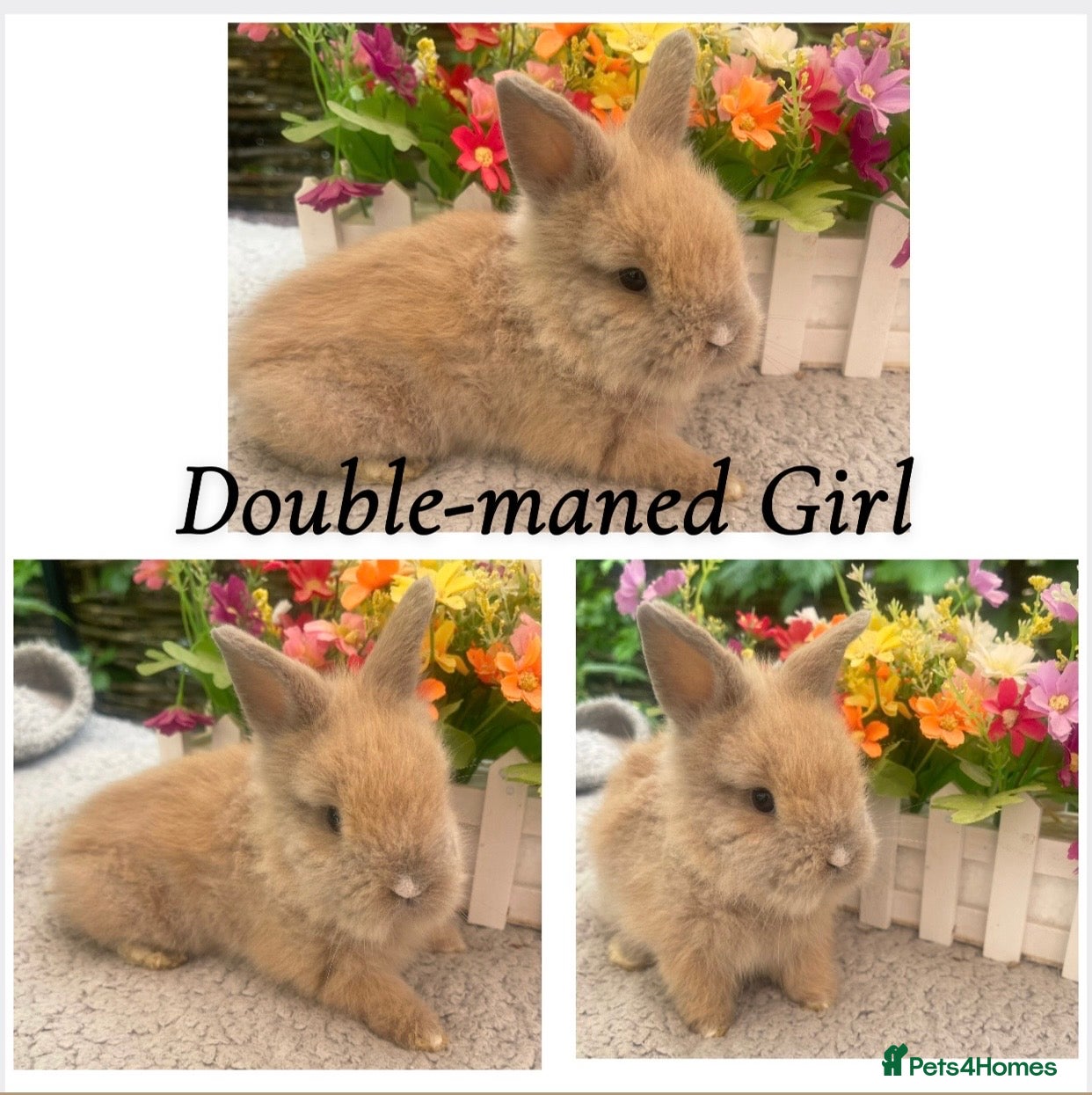 Lionhead rabbits for sale: Lovely Lionhead Babies - Advert 3