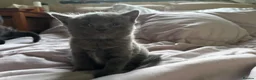 British Shorthair cats for sale: 3 beautiful kittens - Advert 3
