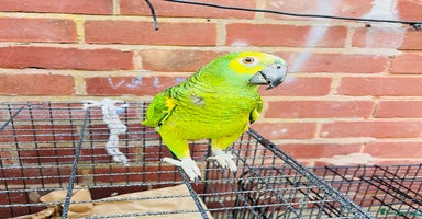 Parrots birds - Advert 10