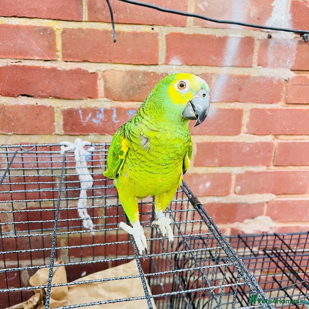 Parrots birds for sale: Hand tamed talking blue fronted Amazon parrot  - Image 3
