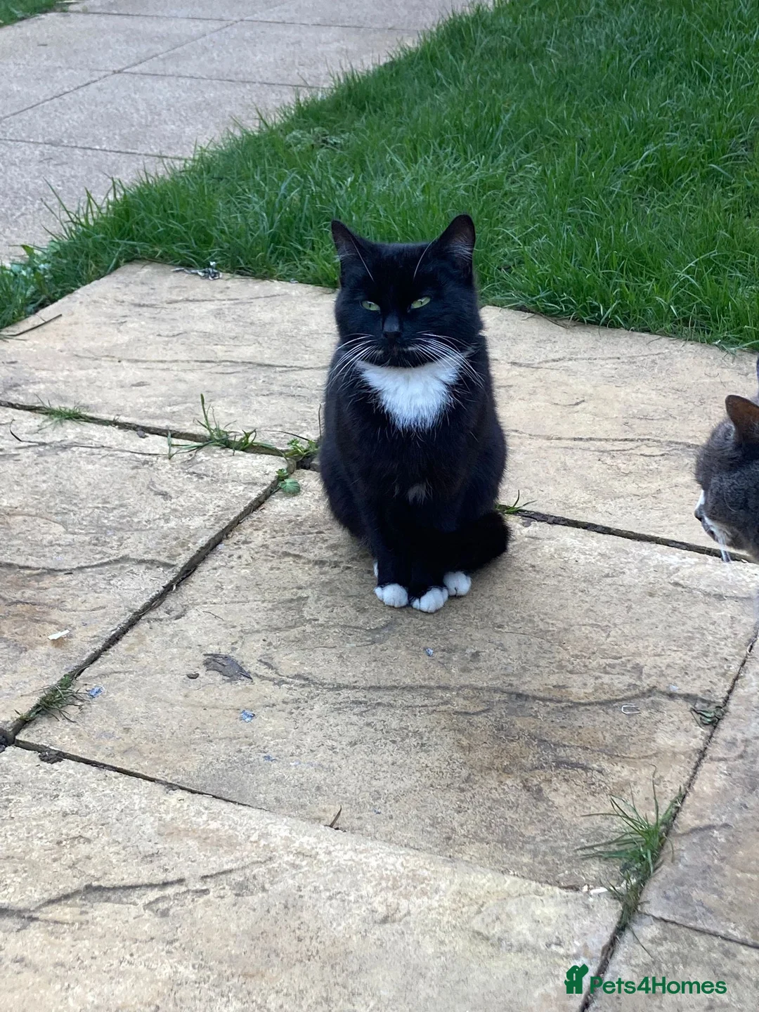 Mixed Breed cats for sale: Beautiful Black & White Kitten Female - Advert 2