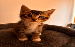 Mixed Breed cats for sale: Beautiful and super playful kittens  - Image 29